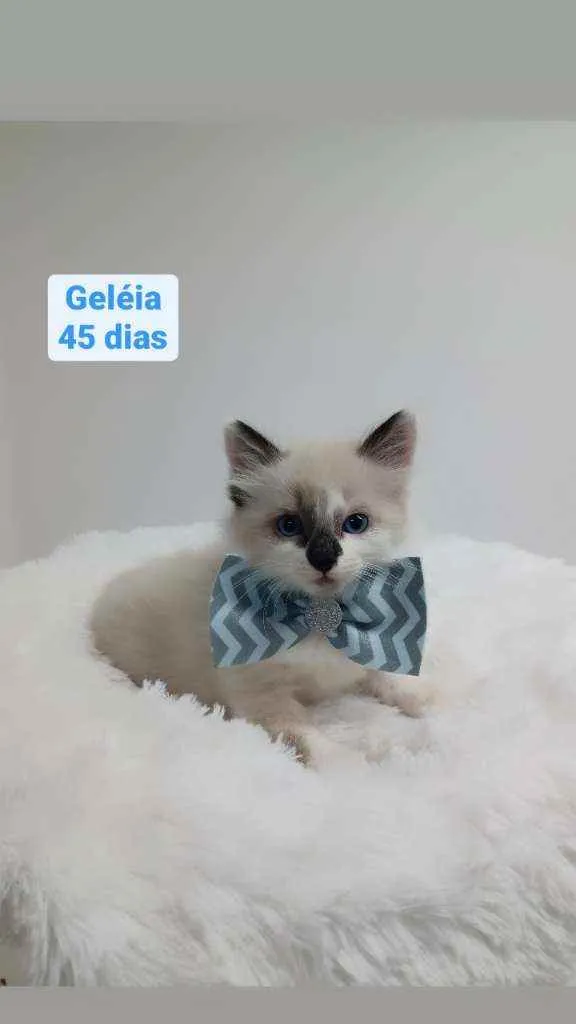Gato raça Srd idade Abaixo de 2 meses nome Geleia