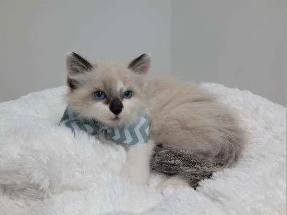 Gato raça Srd idade Abaixo de 2 meses nome Geleia