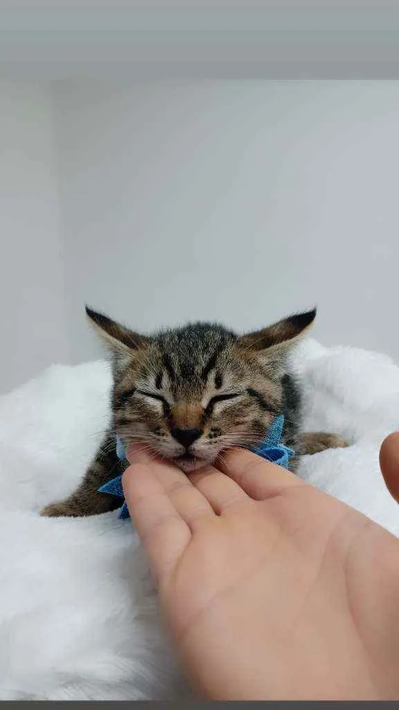 Gato raça Srd idade Abaixo de 2 meses nome Eros