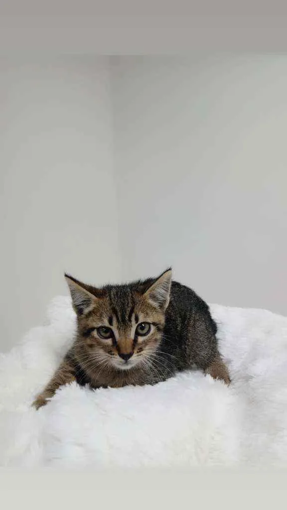 Gato raça Srd idade Abaixo de 2 meses nome Eros