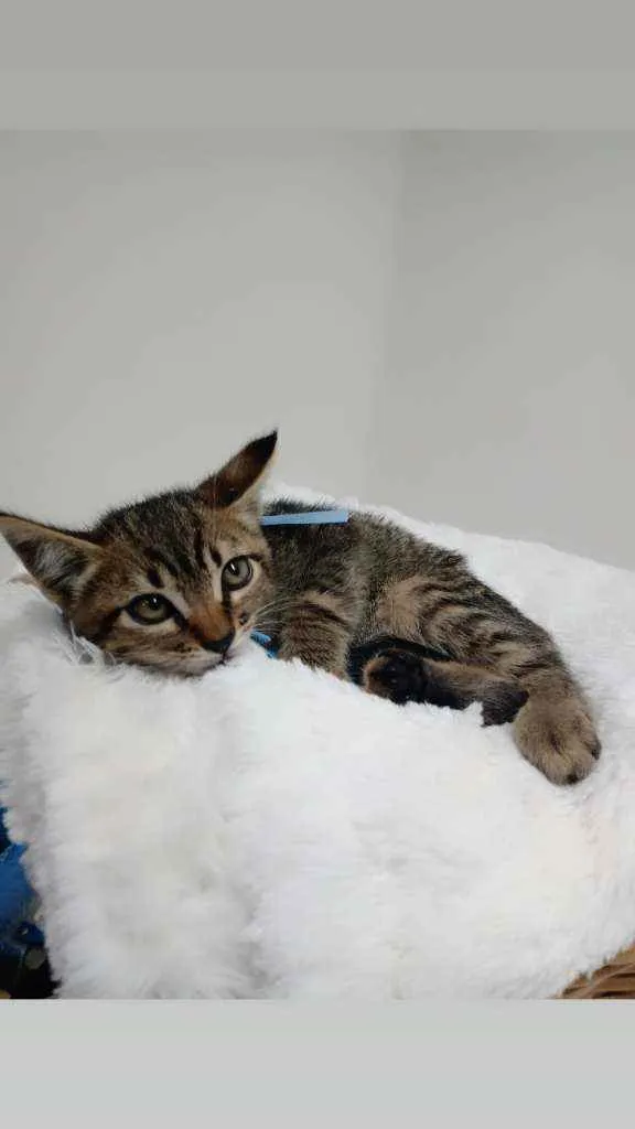 Gato raça Srd idade Abaixo de 2 meses nome Eros