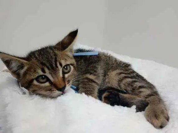 Gato raça Srd idade Abaixo de 2 meses nome Eros