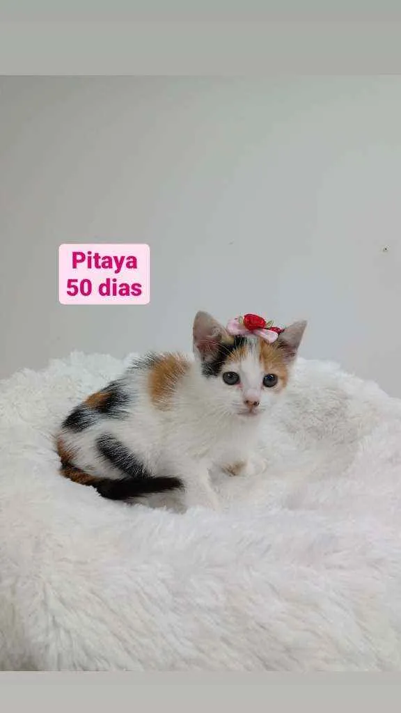 Pitaya
