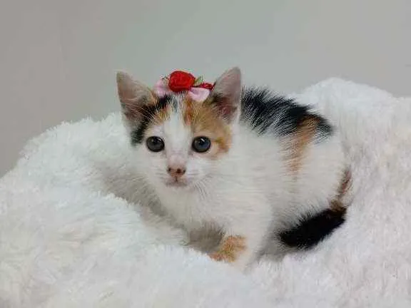 Gato raça Srd idade Abaixo de 2 meses nome Pitaya