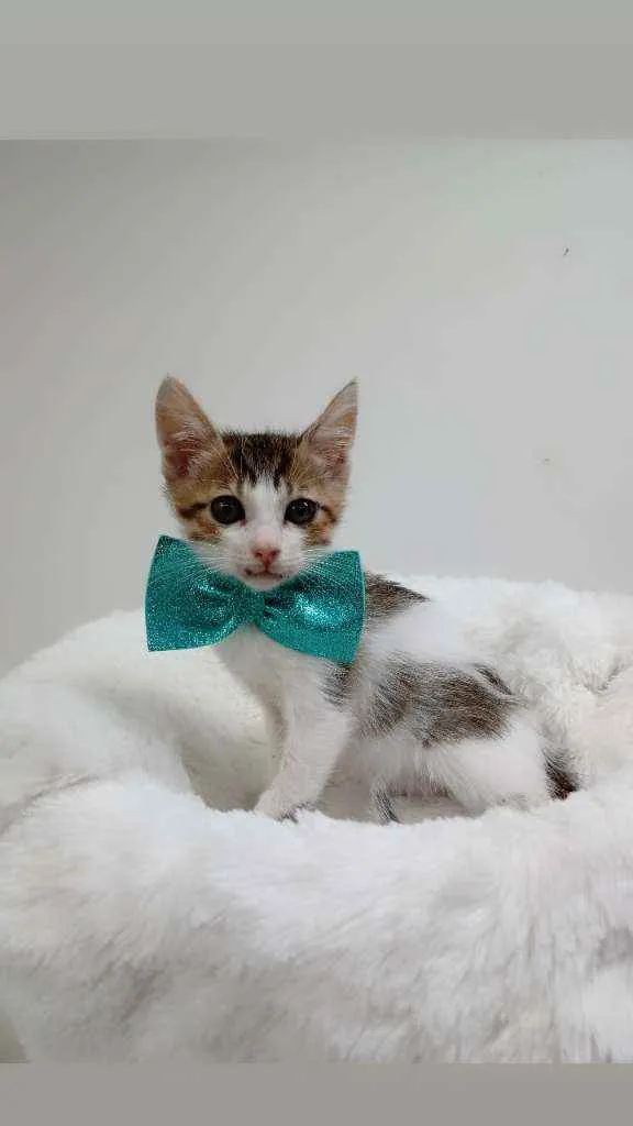 Gato raça Srd idade Abaixo de 2 meses nome Flock