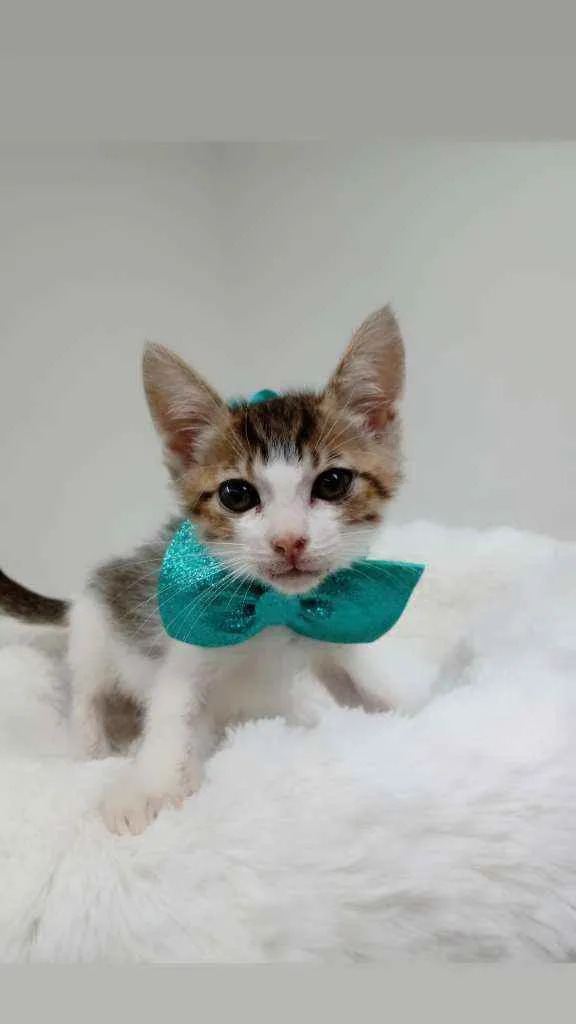 Gato raça Srd idade Abaixo de 2 meses nome Flock