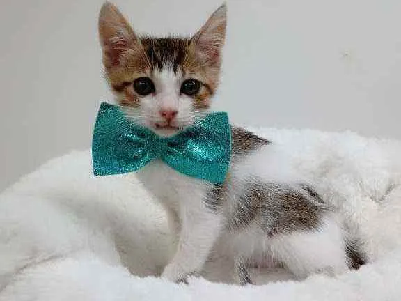 Gato raça Srd idade Abaixo de 2 meses nome Flock