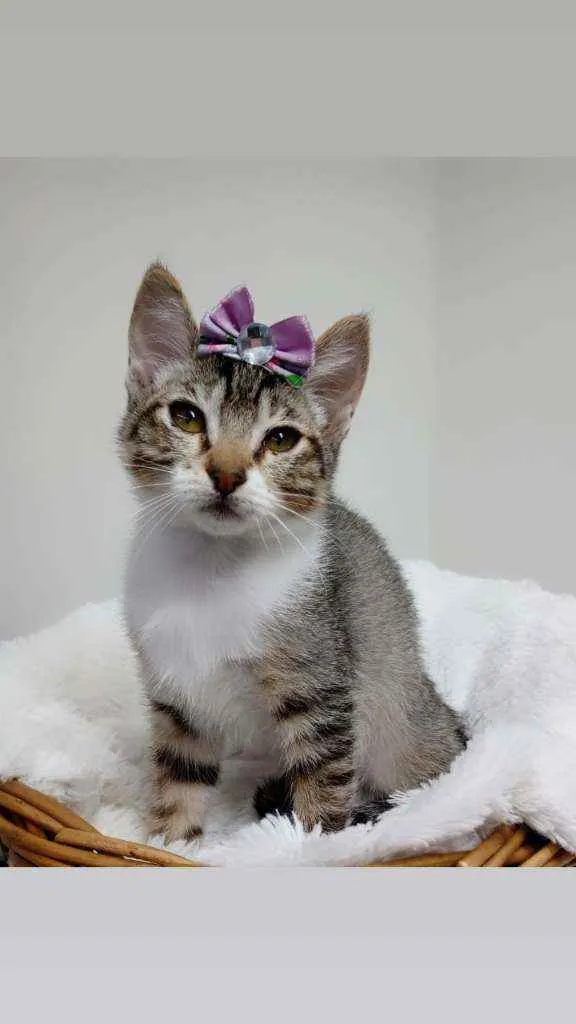 Gato raça Srd idade 2 a 6 meses nome Vitoria