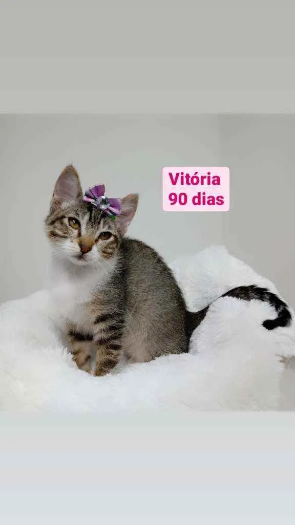 Gato raça Srd idade 2 a 6 meses nome Vitoria