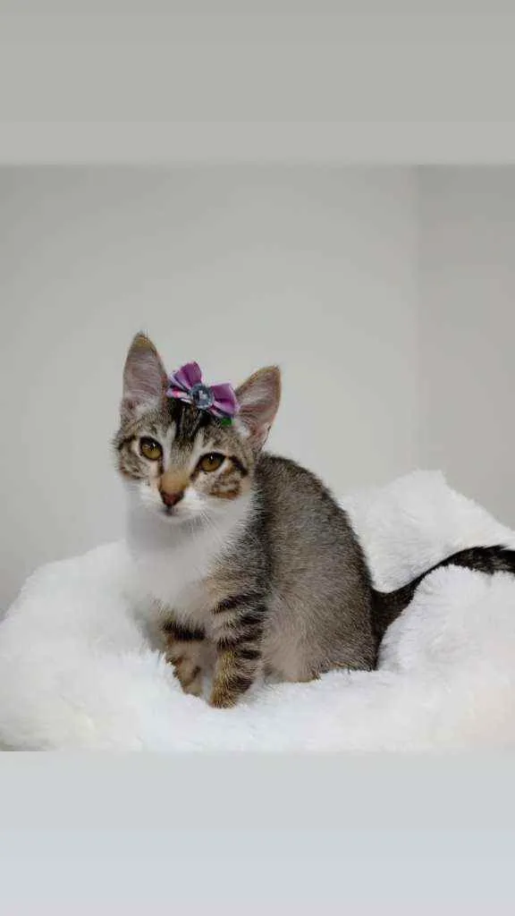 Gato raça Srd idade 2 a 6 meses nome Vitoria