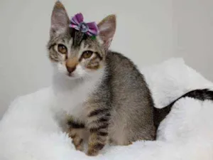 Gato raça Srd idade 2 a 6 meses nome Vitoria