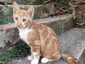 Gato raça Srd idade 2 a 6 meses nome Harley