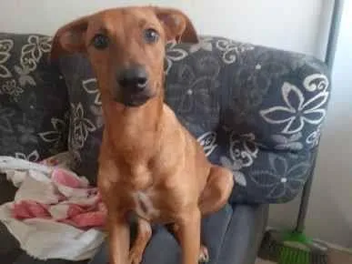 Cachorro ra a SRD-ViraLata idade 2 a 6 meses nome Caramela