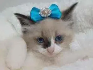 Gato raça Srd idade Abaixo de 2 meses nome Vanilla