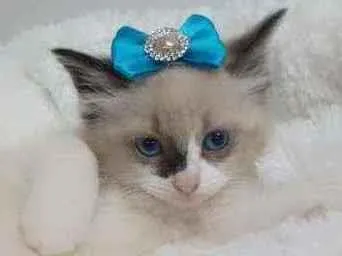 Gato raça Srd idade Abaixo de 2 meses nome Vanilla