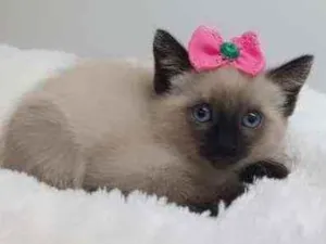 Gato raça Srd idade Abaixo de 2 meses nome Avelã 