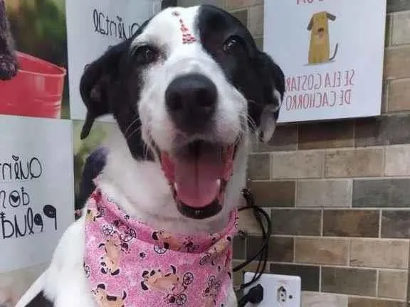 Cachorro ra a SRD-ViraLata idade 3 anos nome Celeste