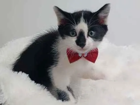 Gato raça Srd idade Abaixo de 2 meses nome Baunilha