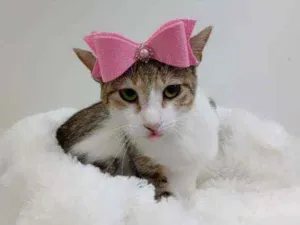 Gato raça Srd idade 2 a 6 meses nome Nanda