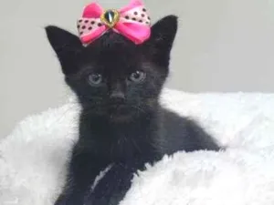 Gato raça Srd idade Abaixo de 2 meses nome Cacau