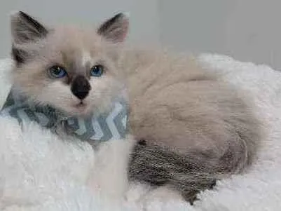 Gato raça Srd idade Abaixo de 2 meses nome Geleia