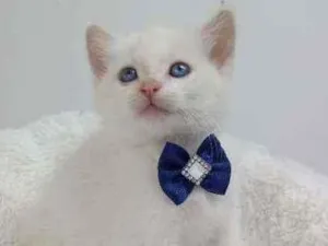 Gato raça Srd idade Abaixo de 2 meses nome Pantufa