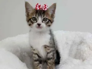 Gato raça Srd idade Abaixo de 2 meses nome Betina