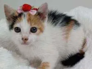 Gato raça Srd idade Abaixo de 2 meses nome Pitaya