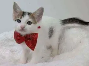 Gato raça Srd idade Abaixo de 2 meses nome Caju