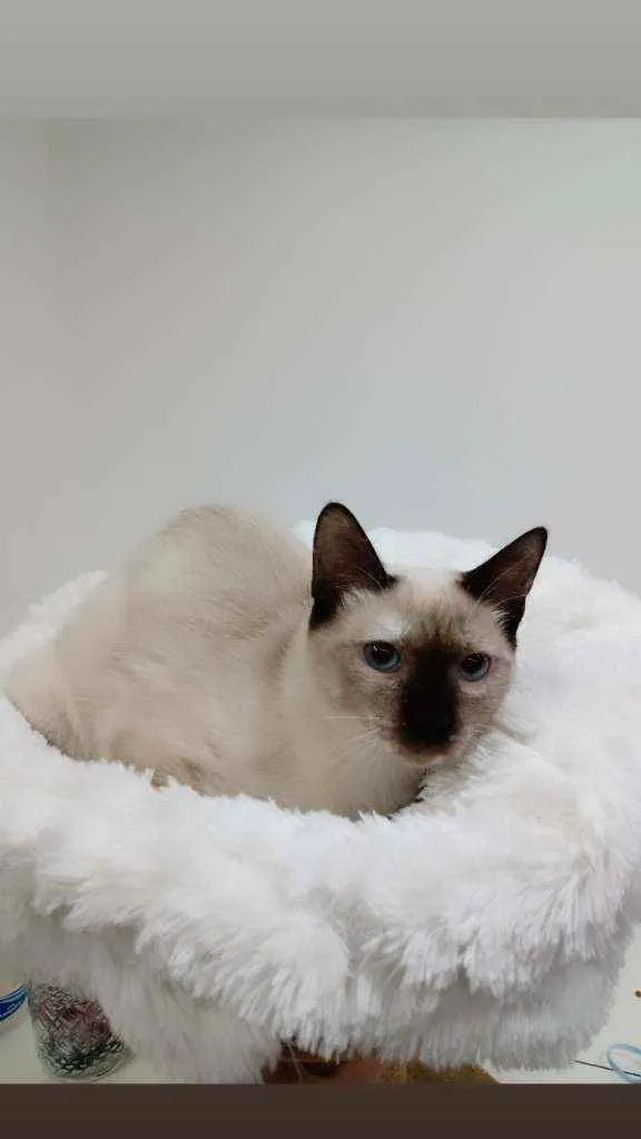 Gato raça Srd idade 2 a 6 meses nome Kiara