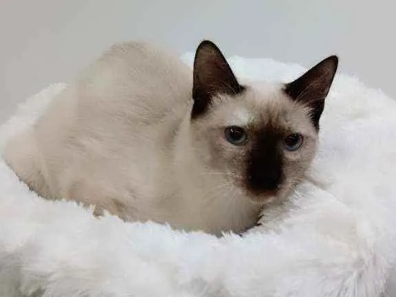 Gato raça Srd idade 2 a 6 meses nome Kiara