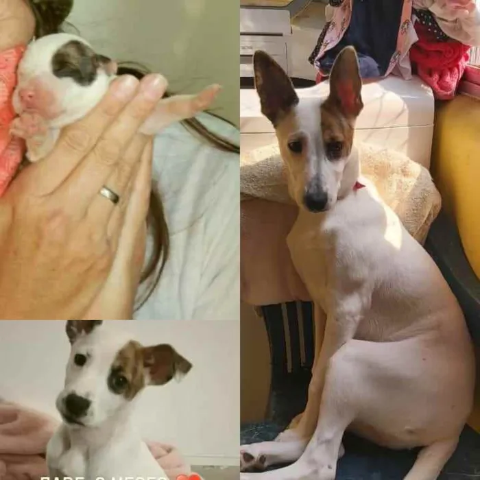 Cachorro ra a Linda idade 1 ano nome Chica
