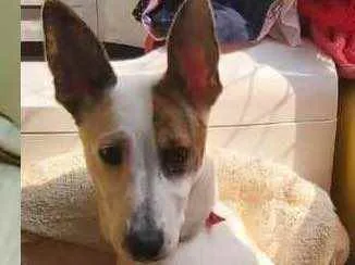 Cachorro ra a Linda idade 1 ano nome Chica
