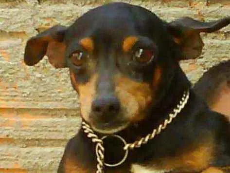 Cachorro ra a Pincher idade 6 ou mais anos nome Miuky