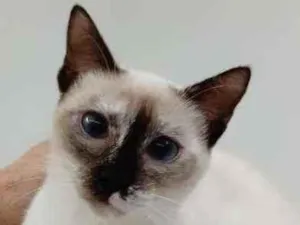 Gato raça Srd idade 2 a 6 meses nome Manu