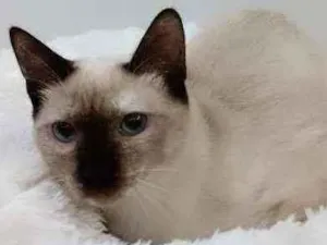 Gato raça Srd idade 2 a 6 meses nome Kiara