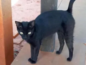 Gato raça SRD-ViraLata idade 1 ano nome Pretinha castrada