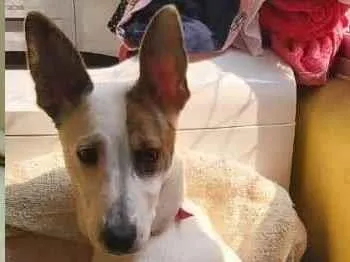 Cachorro ra a Linda idade 1 ano nome Chica