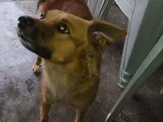 Cachorro ra a Sem raça definida idade 1 ano nome Fiona