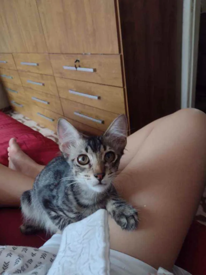 Gato ra a SRD idade 2 a 6 meses nome Rajadinho