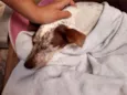 Penny