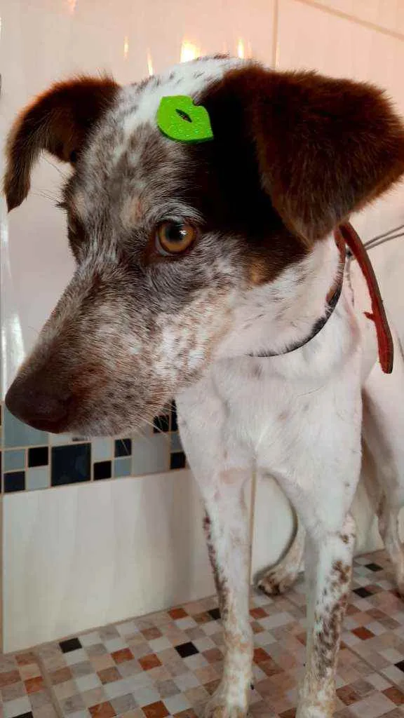 Cachorro ra a Sem raça definida idade 2 anos nome Penny