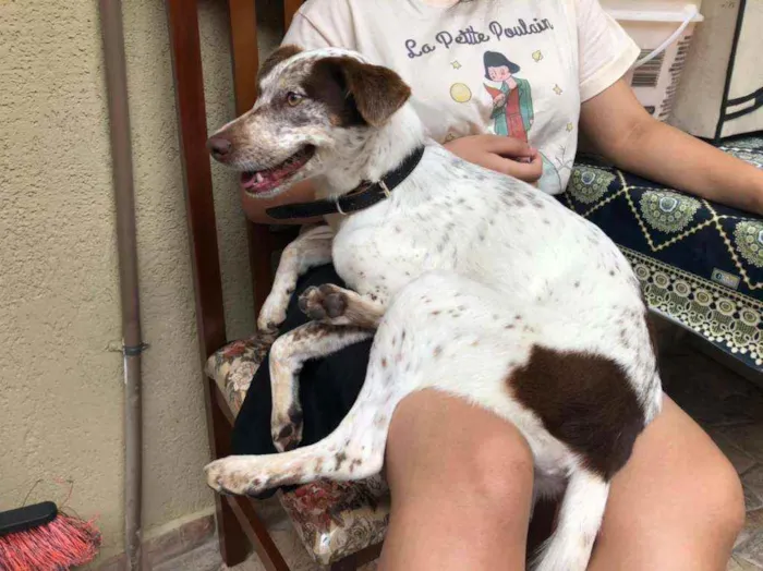 Cachorro ra a Sem raça definida idade 2 anos nome Penny