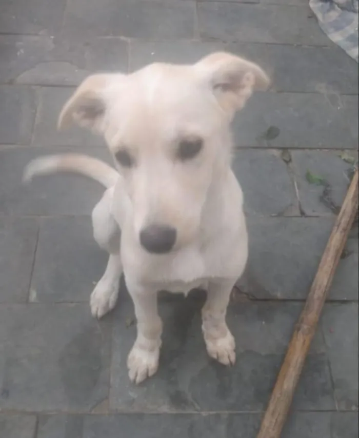 Cachorro ra a SRD-ViraLata idade 2 a 6 meses nome Princesa