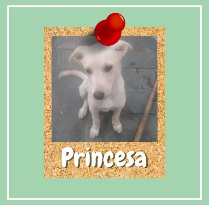 Cachorro ra a SRD-ViraLata idade 2 a 6 meses nome Princesa