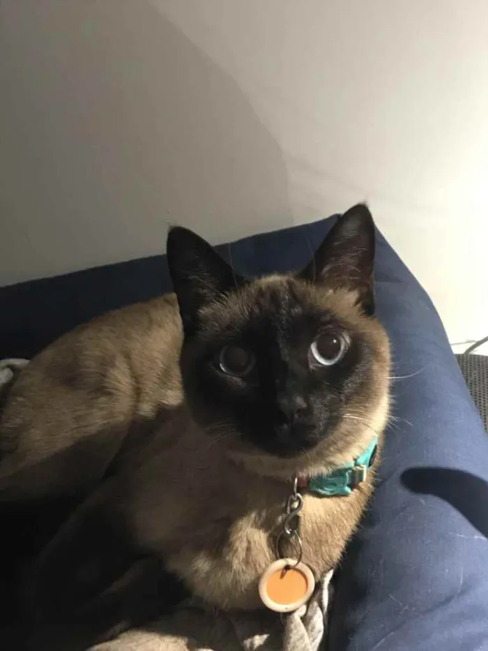 Gato ra a Sem raça definida idade 2 anos nome Clio