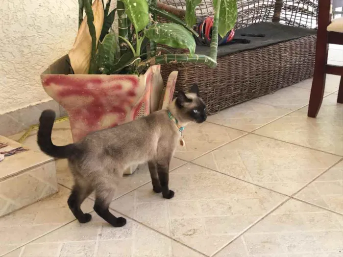 Gato ra a Sem raça definida idade 2 anos nome Clio
