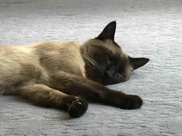 Gato ra a Sem raça definida idade 2 anos nome Clio