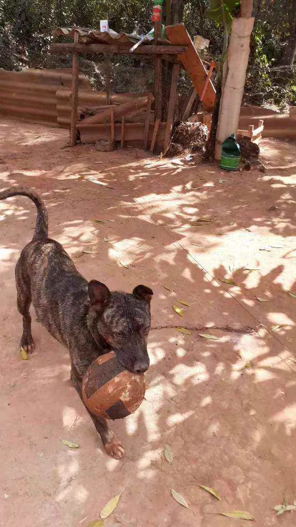 Cachorro ra a Vira-lata raciado com pittibul idade 2 anos nome Gigante