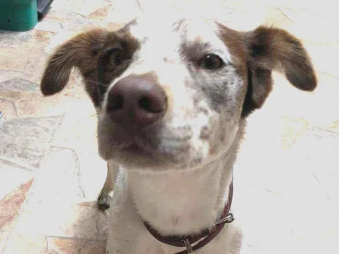 Cachorro ra a Sem raça definida idade 2 anos nome Penny